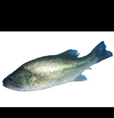 [大口黑鲈批发]加州鲈鱼价格17.00元/斤 - 一亩田