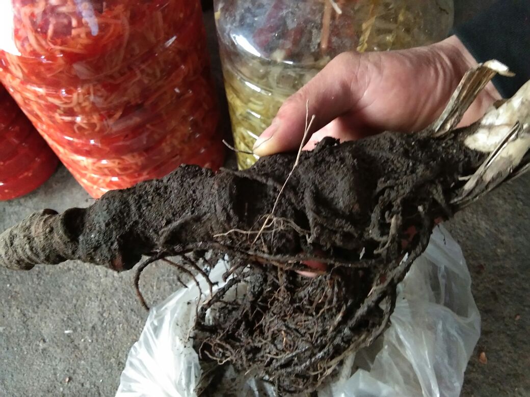 展示健康与病变蚕豆根系的对比情况 水培蚕豆根系健康状态对比图