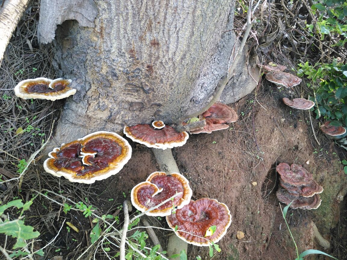 榆树上自然生长的赤芝灵芝