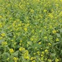 油菜籽