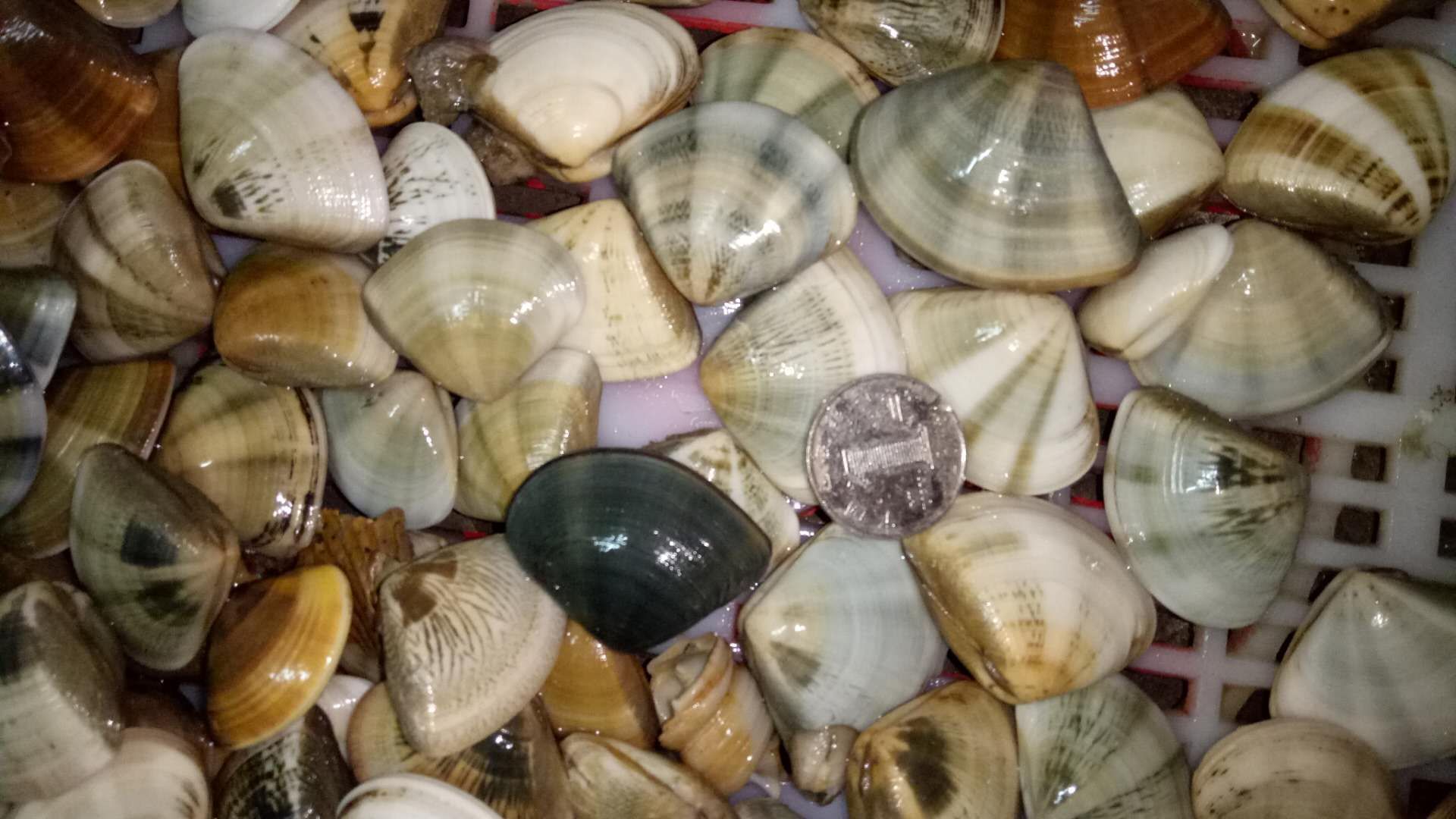 花蛤外观展示图