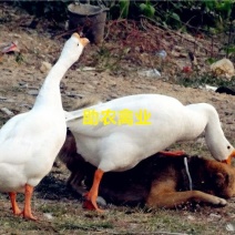 白鹅苗