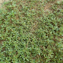 马齿笕灰菜药材