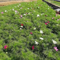 格桑花波斯菊基地直供质优价廉欢迎实地考察