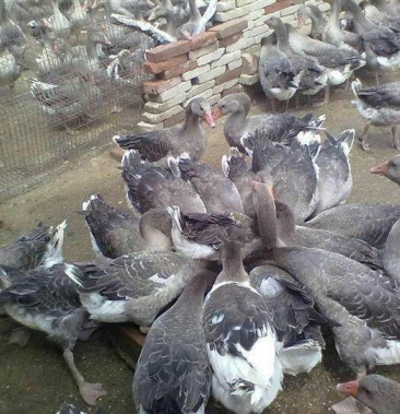 四季鹅苗预定中2000只以上起批