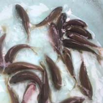 荷包鲤2两