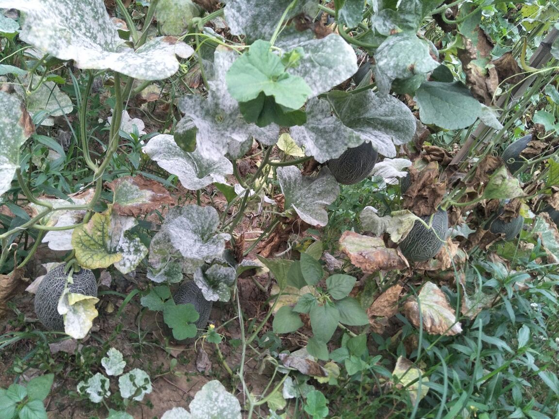 西州蜜瓜不同成熟度甜度对比检测场景