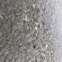 黄金鲫