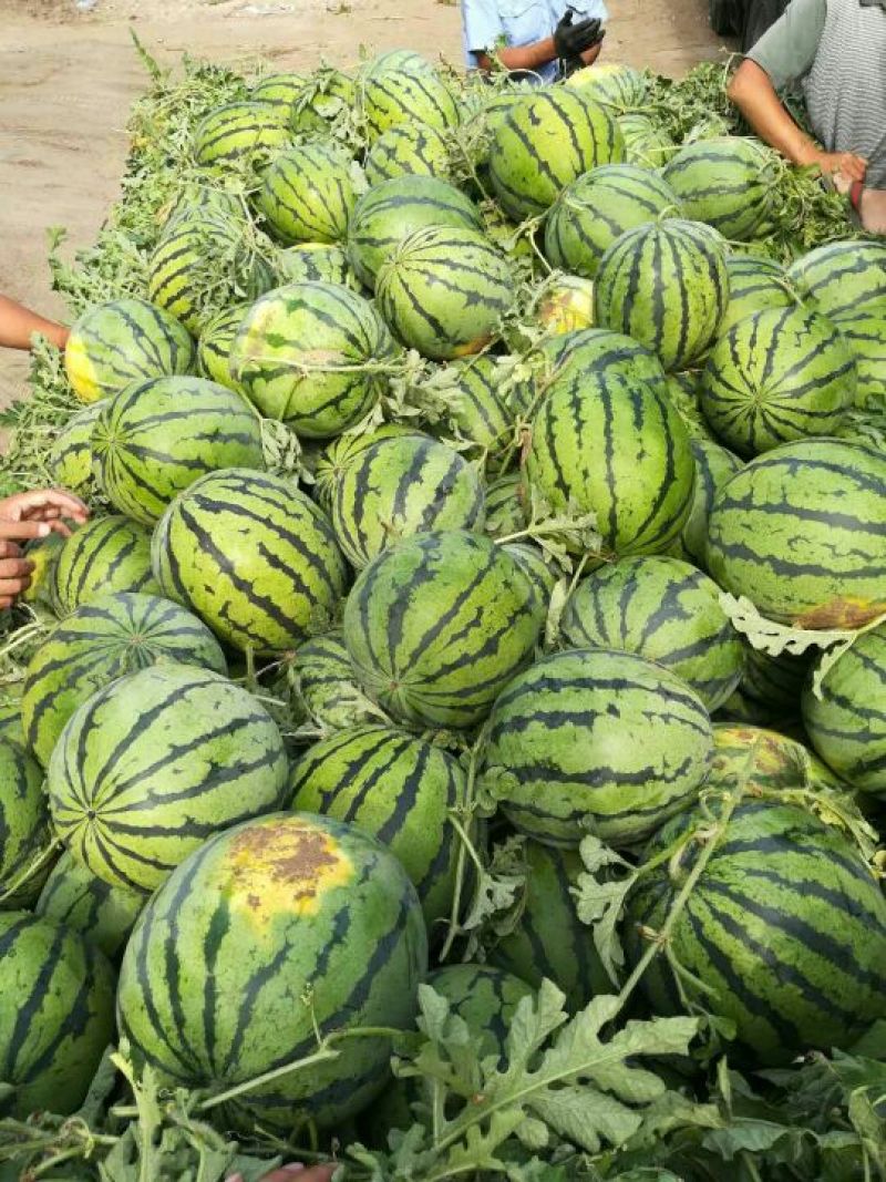 吉林洮南黑水地雷西瓜大量上市,10斤底,9成熟