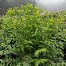 树仔菜五指山野菜树菜苗菜苗清甜爽口益肝菜