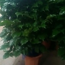 幸福树80~90cm