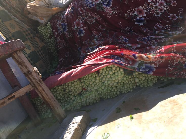 采摘山芹菜叶的场景,展现其自然生长环境 山芹菜叶采摘图