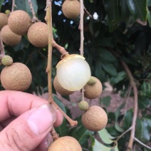 石硖龙眼