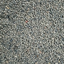 出售野料豆，马料豆，主治，补肾壮阳，清脑