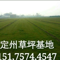 早熟禾草坪，卫矛