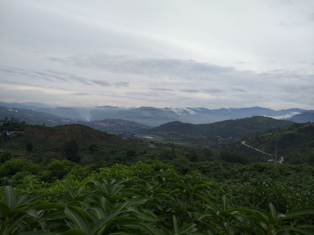 无人机航拍视角下的云南山坡芒果园,成片的芒果树整齐排列,绿意盎然,部分果树挂满金黄色的鹰嘴芒果,远处可见山区地貌和蓝天白云 云南芒果果园航拍