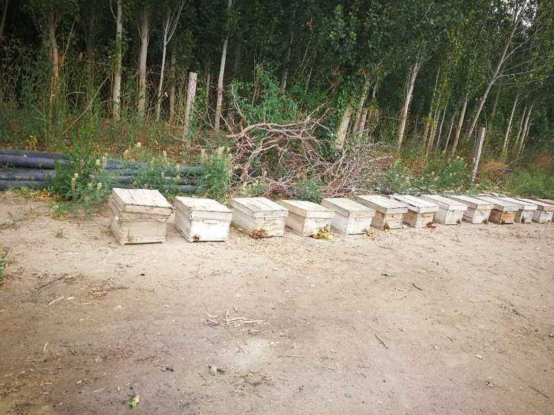 骏枣花期人工辅助授粉场景