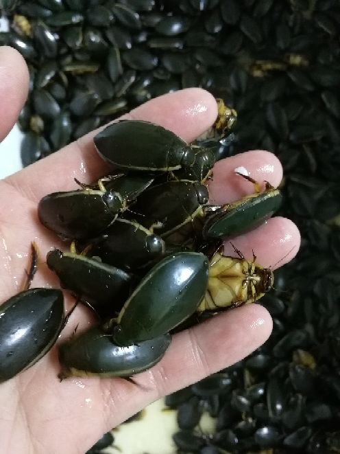 金边龙虱产地直供水蟑螂,黑龙虱,水蜻蜓 活体放尿速冻野生