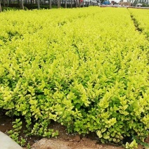 金叶女贞基地直销量大从优