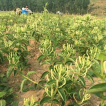金银花苗木新品种巨花一号产量高易管理树型好