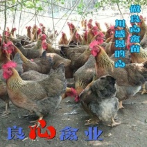 出售优质清远麻鸡母苗小麻鸡苗另有灵山土鸡青脚土鸡苗