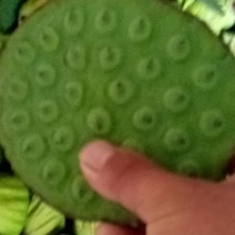 新鲜莲蓬