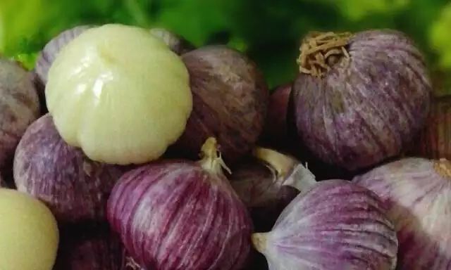 一颗完整的独头蒜,外层包裹着浅紫色薄皮,表面光滑,呈现出自然的弧形轮廓,背景为木质砧板,旁边放有一把小刀,展示其与普通多瓣大蒜的区别 独头蒜特写