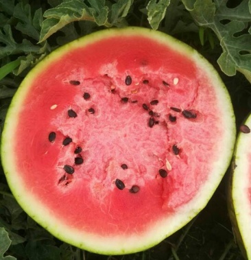 地雷西瓜12斤底9成熟