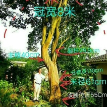中国国旗红紫薇