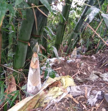 蛮大的竹笋4元一斤现已上市随时供货