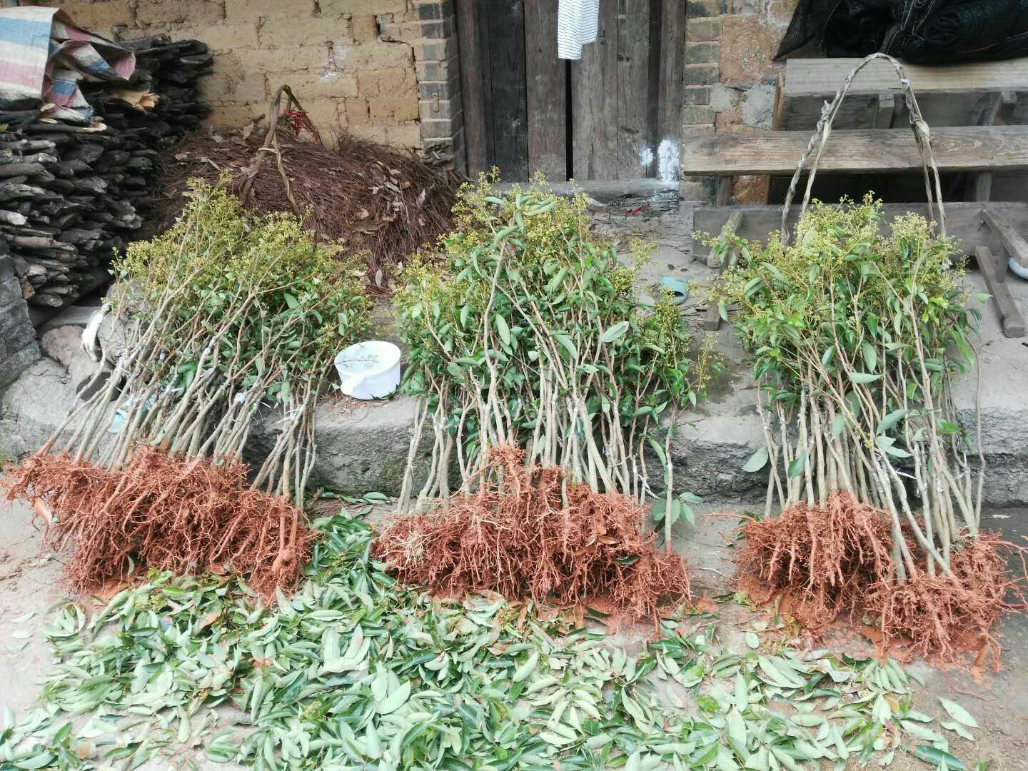 无核荔枝苗在苗圃中整齐排列