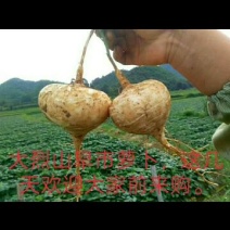 地萝卜