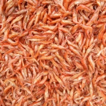 干虾，活虾都有