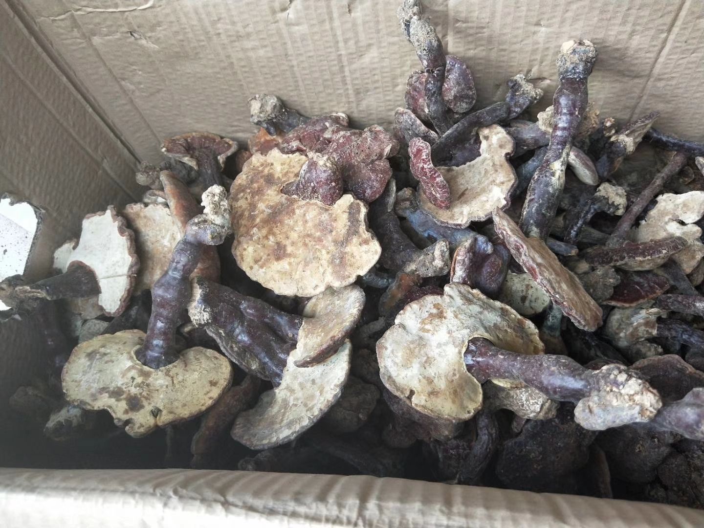 干灵芝原料分拣场景