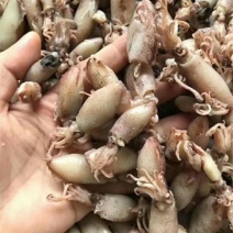 小鱿鱼