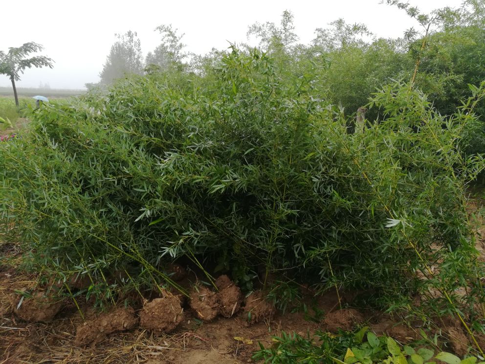 金镶玉竹幼苗与成株对比图