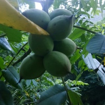 文玩核桃十堰野生干货