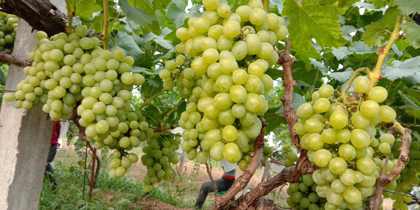 果农手工采摘伊犁红提场景