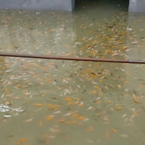 锦鲤