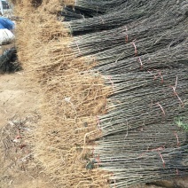 基地直销1米高大红袍花椒苗优质花椒苗批发价格花椒苗基地
