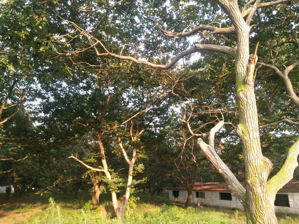 迁西山区的野生板栗树林,阳光透过枝叶洒在树干上,成熟的野生板栗自然掉落 迁西山区的野生板栗树林