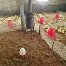四季鹅苗