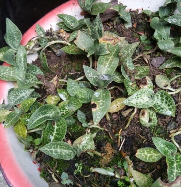 [其它批发]银线莲价格50.00元/斤 - 一亩田