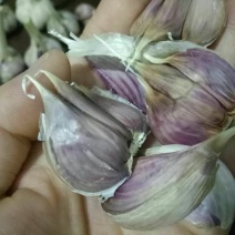蒜苗种子，优质大蒜蒜苗种子！