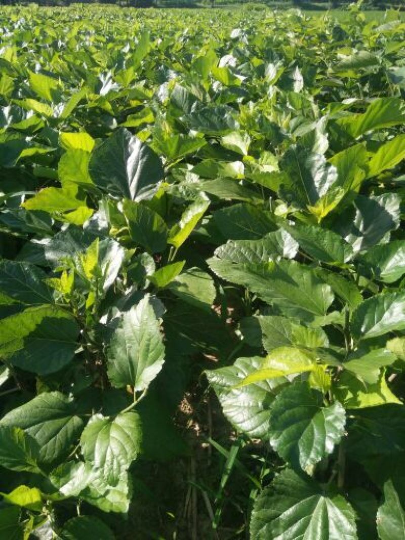 桑树苗无籽大十果桑苗一年苗嫁接苗包对版