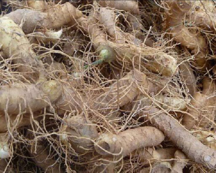 紫玉参整体外观特写