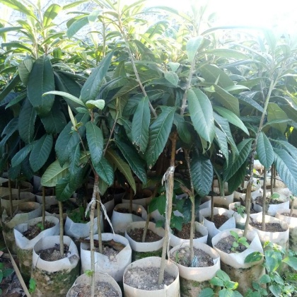 大五星枇杷苗价格行情