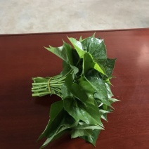 番薯叶10~20cm