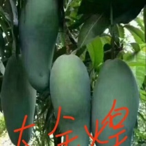 金煌芒嫁接苗，四季芒果嫁接苗，贵妃芒果嫁接苗，台农芒果嫁
