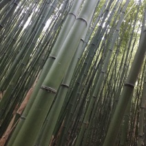 金竹长6米，尾部直径3厘米